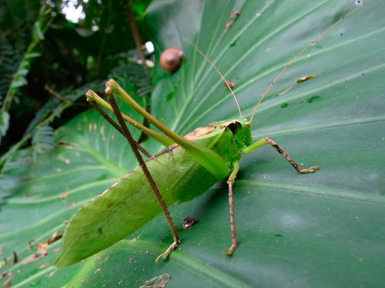 タイワンクツワムシ成虫