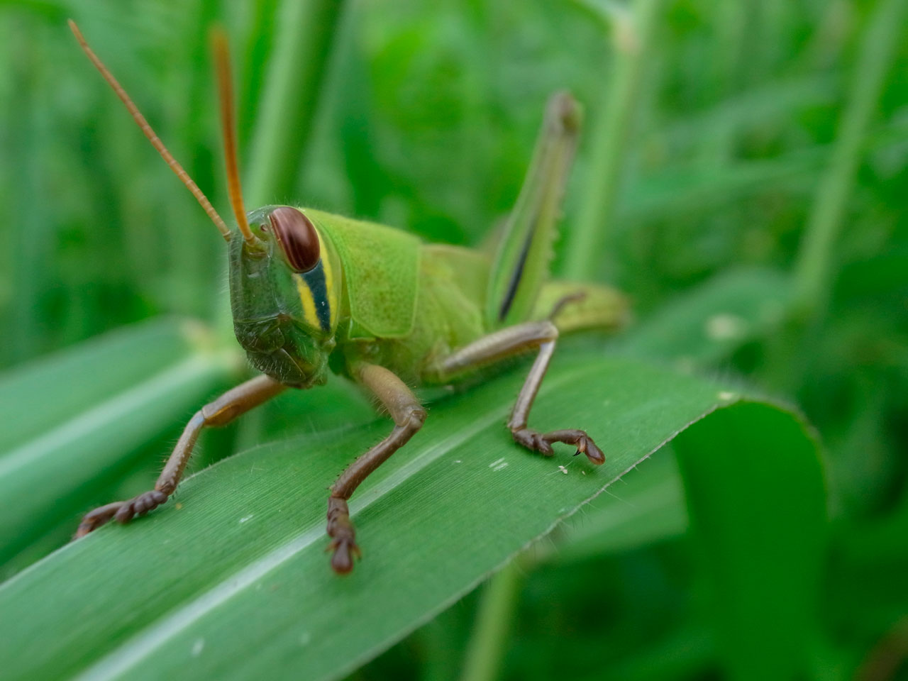 ツチイナゴ幼虫