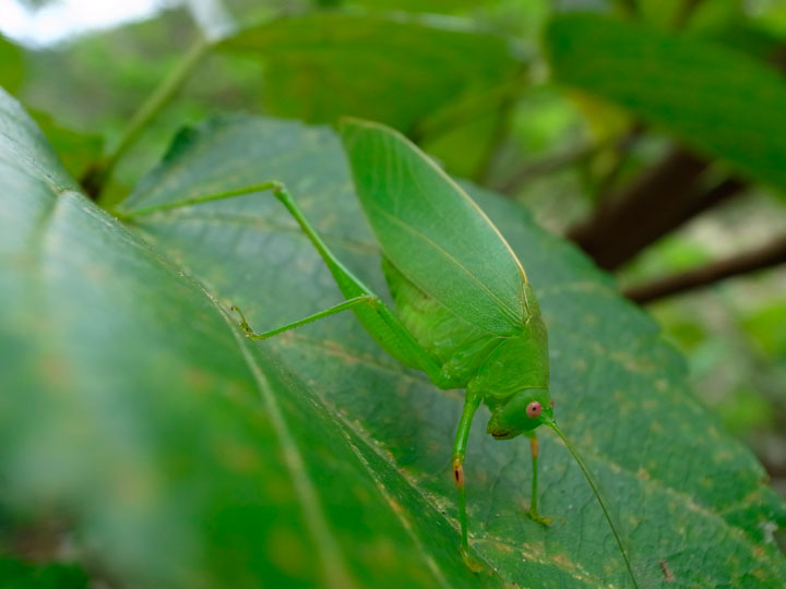 ダイトウクダマキモドキ