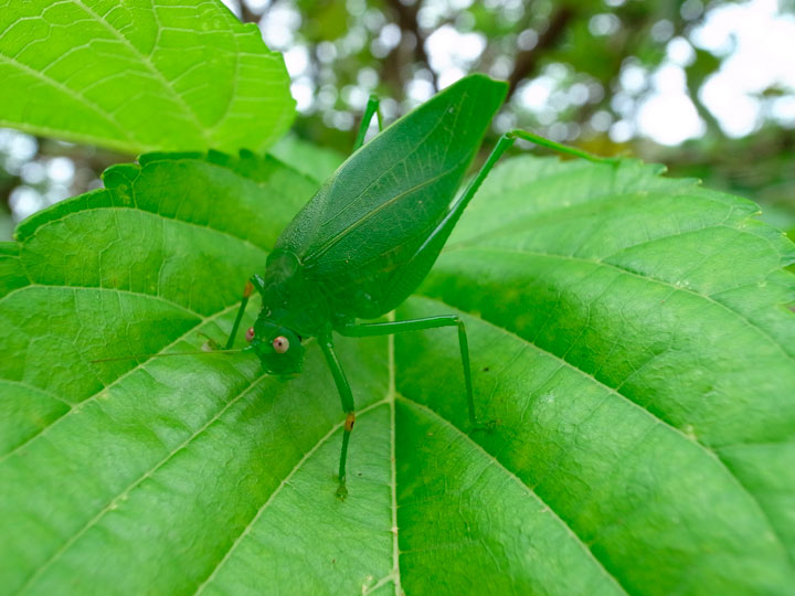 ダイトウクダマキモドキ