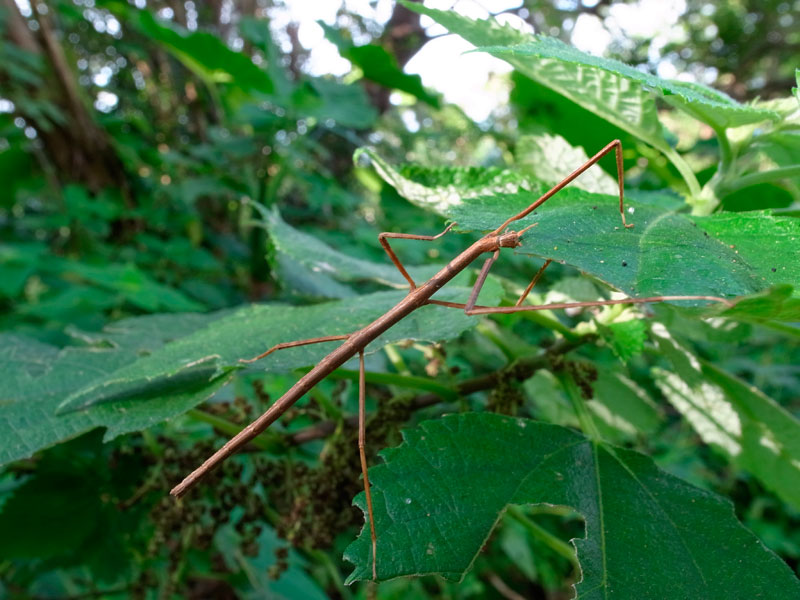 アマミナナフシ