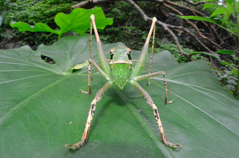 タイワンクツワムシ