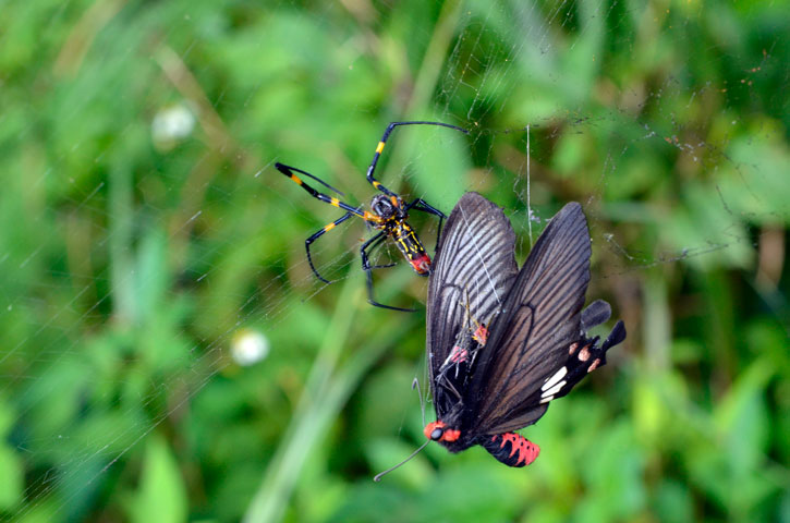 ジョロウグモとベニモンアゲハ