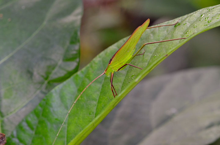 セスジツユムシ雄