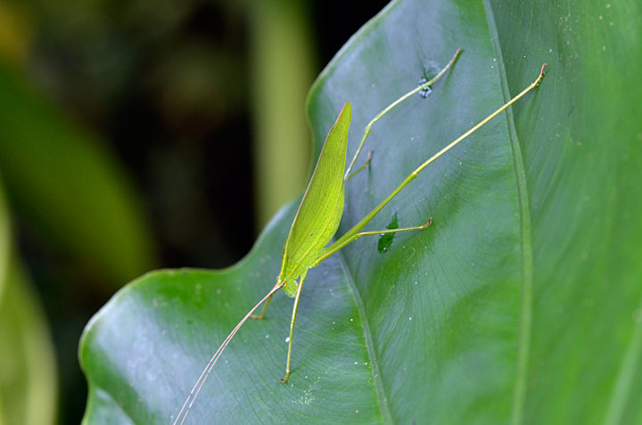 セスジツユムシ雌