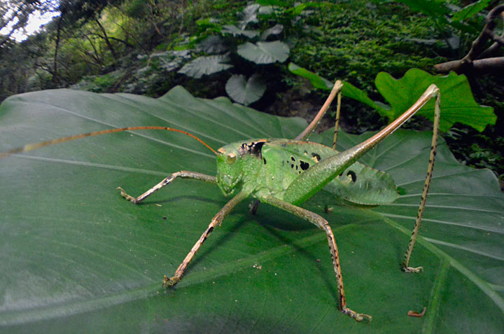 タイワンクツワムシ