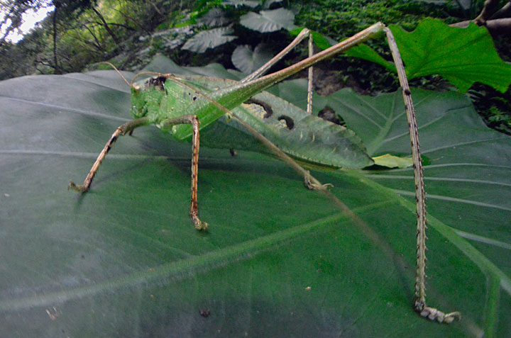 タイワンクツワムシ