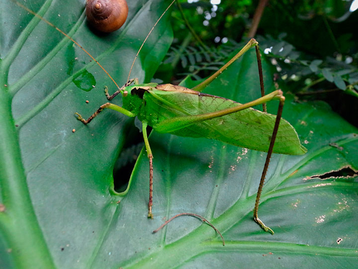 タイワンクツワムシ