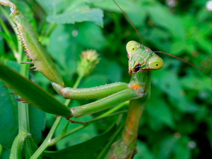ムナビロカマキリ