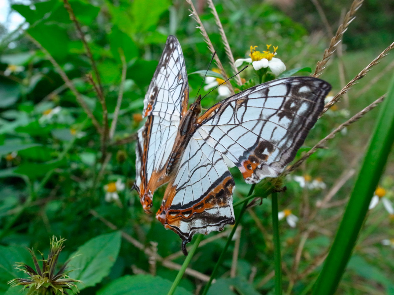 イシガケチョウ
