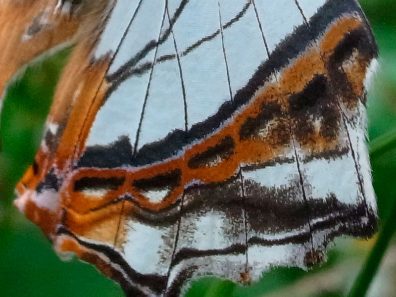 イシガケチョウ（ピクセル等倍）