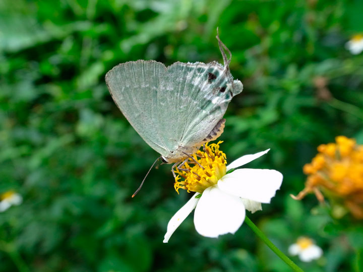 イワカワシジミ