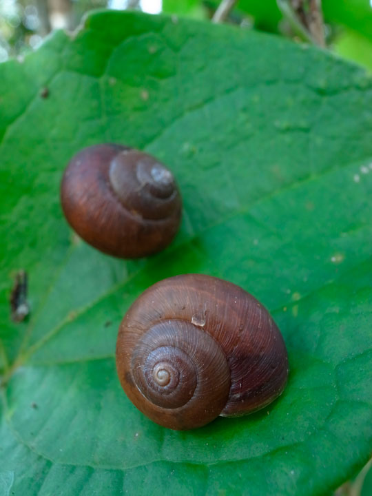 ウスカワマイマイ