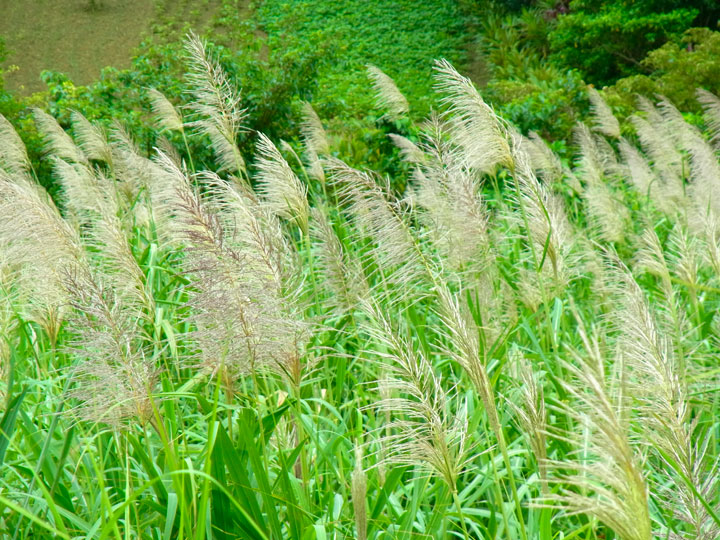 サトウキビ花穂