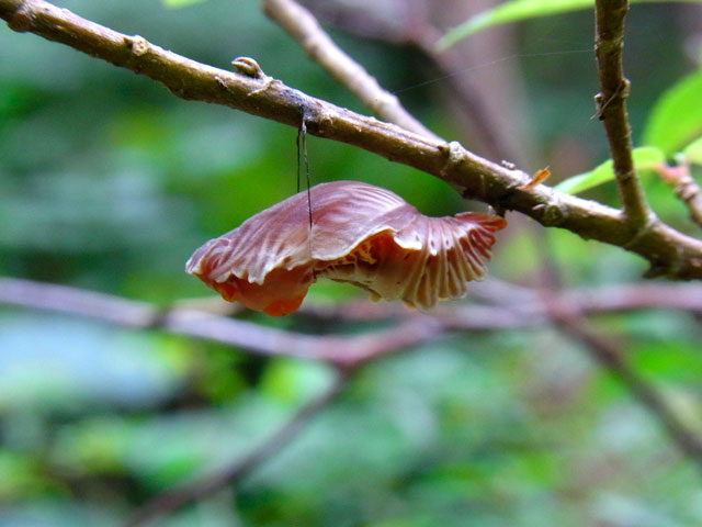 ジャコウアゲハ蛹