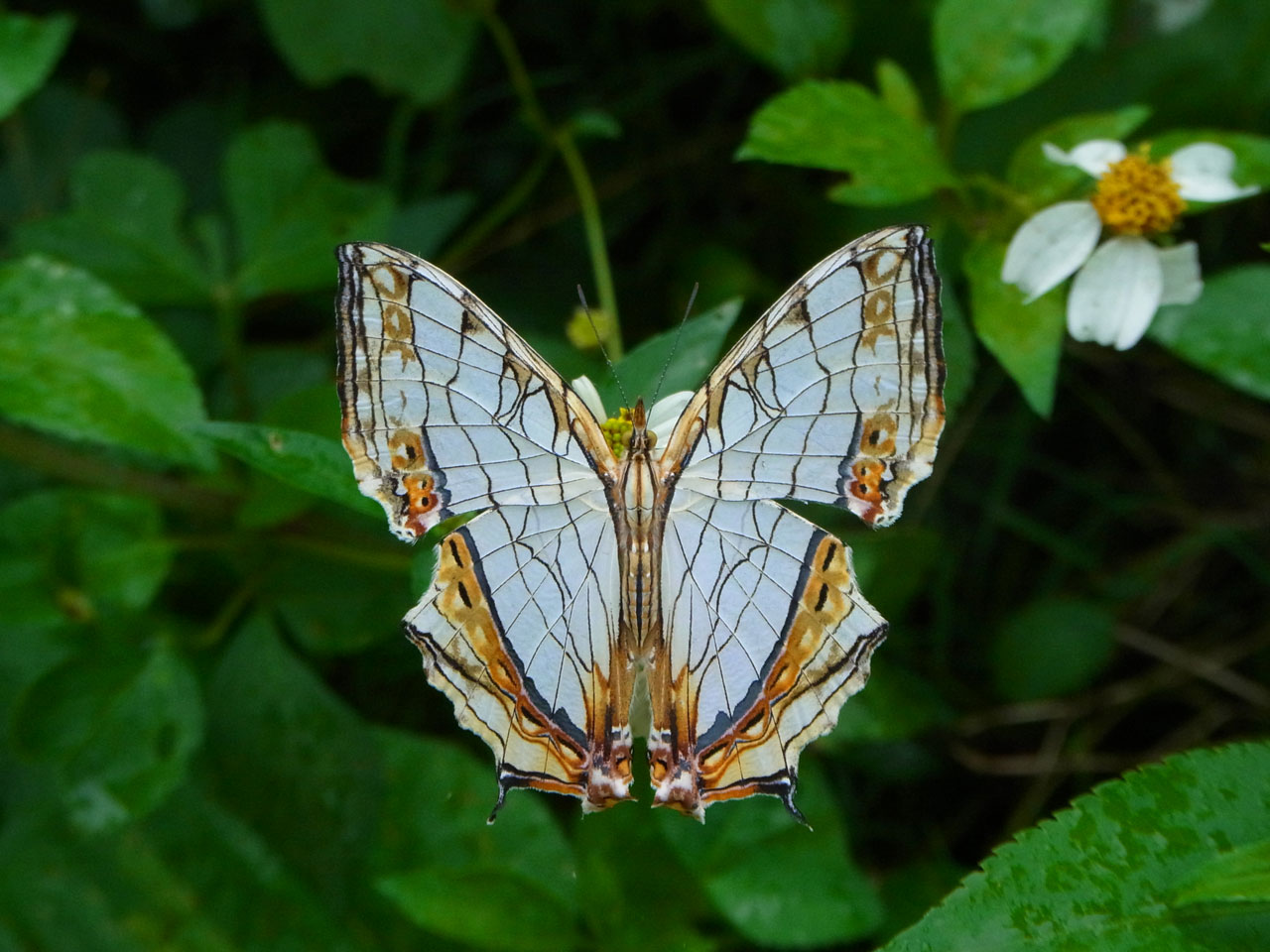 イシガケチョウ