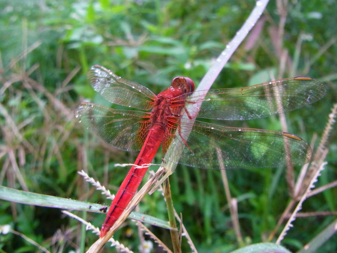 タイリクショウジョウトンボ成熟雄