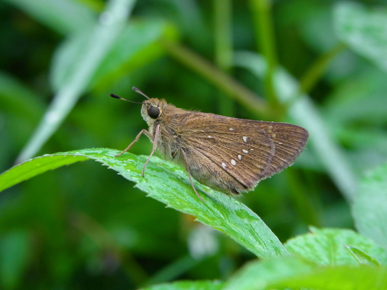 チャバネセセリ