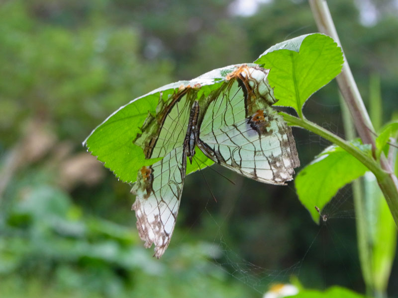 イシガケチョウ