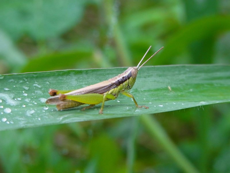 タイワンハネナガイナゴ