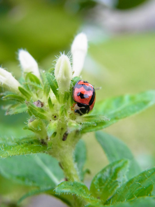 ダンダラテントウ