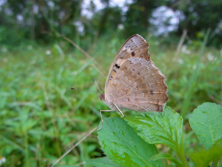 アオタテハモドキ