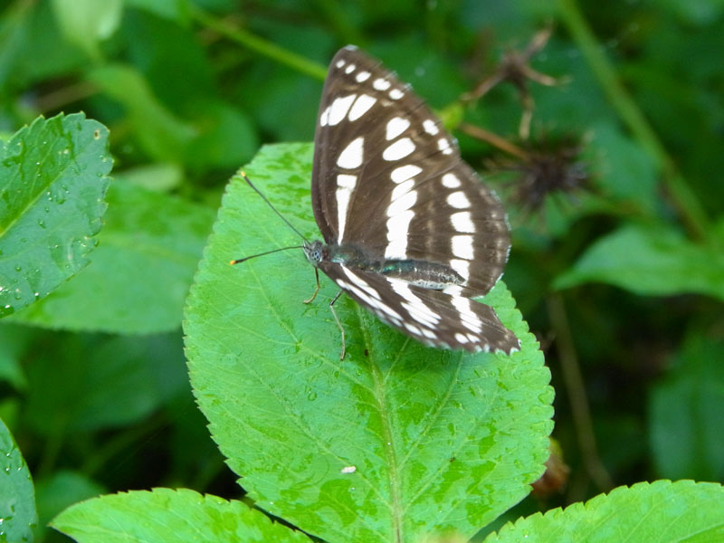 リュウキュウミスジ