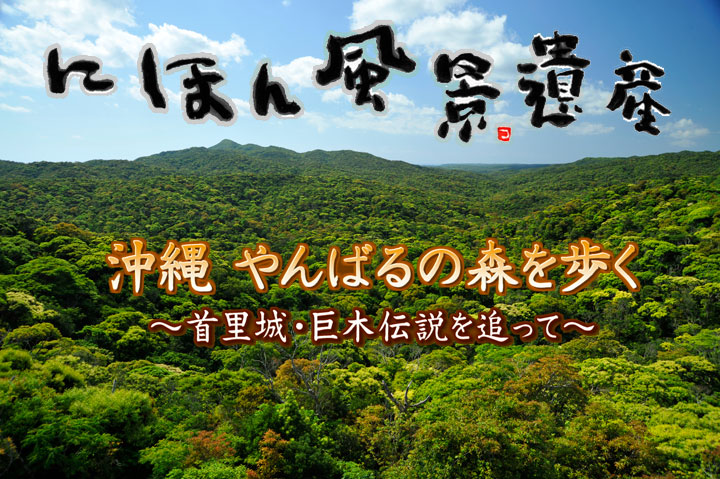 にほん風景遺産〜沖縄　やんばるの森を歩く〜