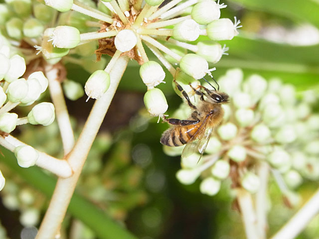 セイヨウミツバチ