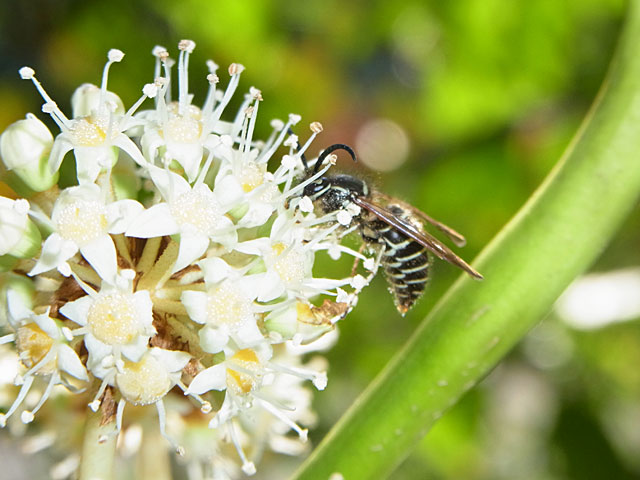 ツチバチの一種？