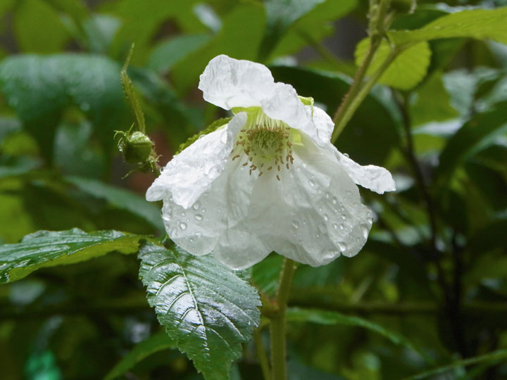リュウキュウバライチゴ