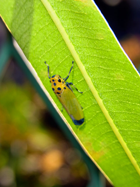 ツマグロオオヨコバイ