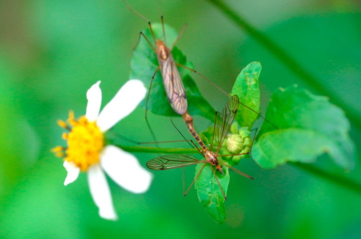 ガガンボの一種ペア