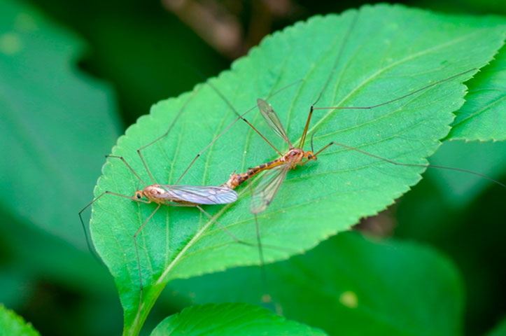 ガガンボの一種ペア