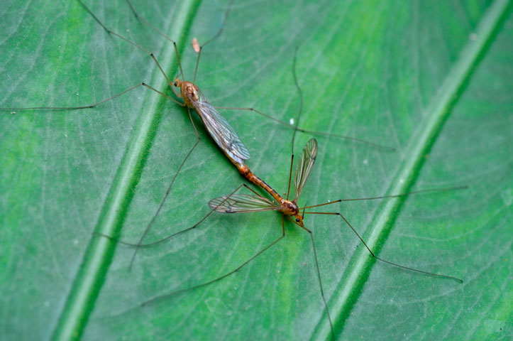 ガガンボの一種ペア