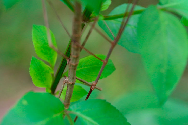 アマミナナフシ