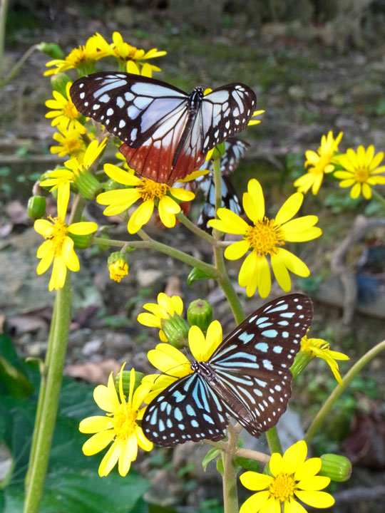 リュウキュウアサギマダラ・アサギマダラ