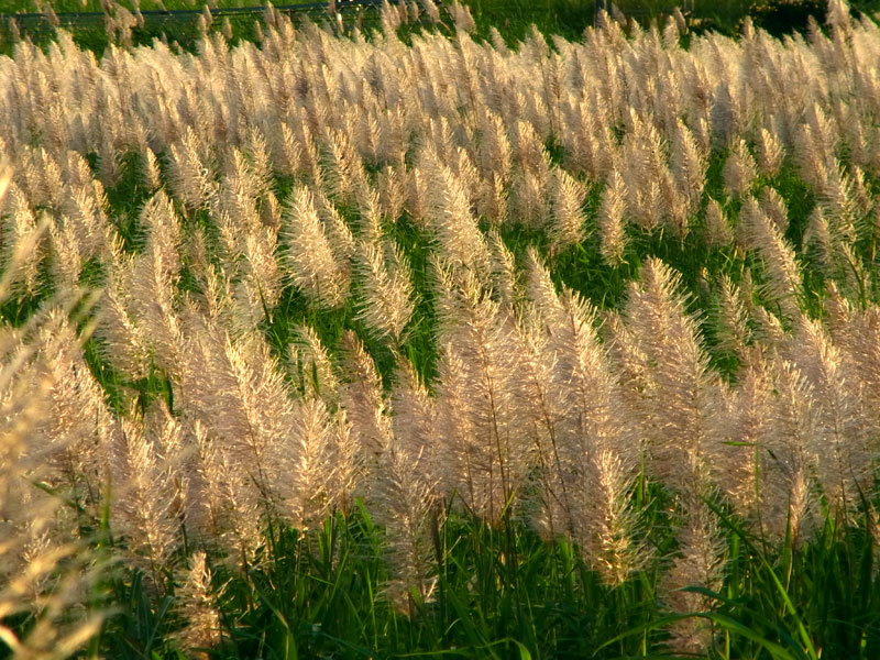 サトウキビ花穂
