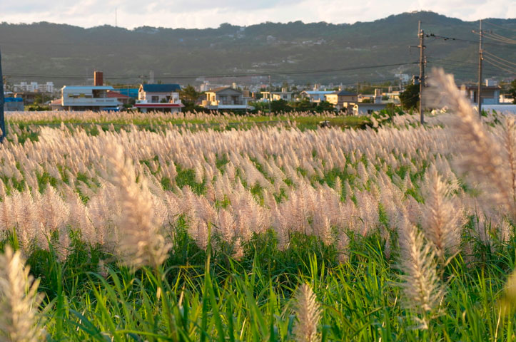 サトウキビ花穂