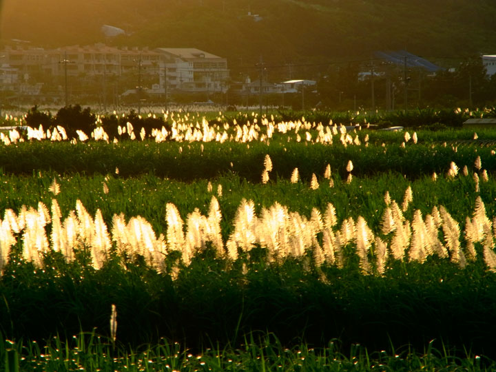 サトウキビ花穂