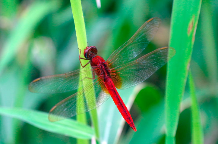 タイリクショウジョウトンボ成熟雄