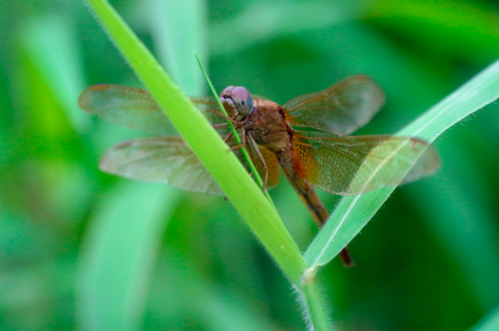 タイリクショウジョウトンボ