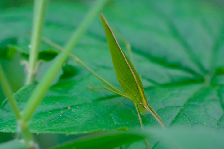 セスジツユムシ雌