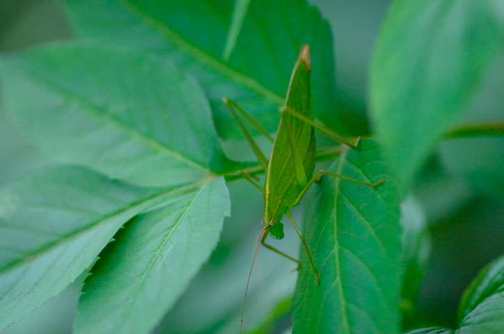 セスジツユムシ雌