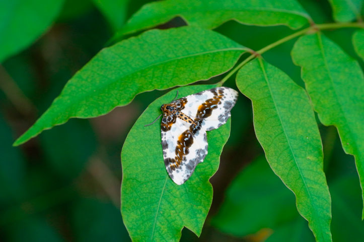 ユウマダラエダシャク