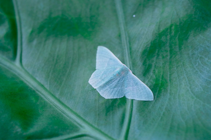 サザナミシロアオシャク