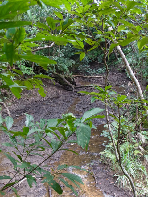 ヤンバルクイナ生息環境