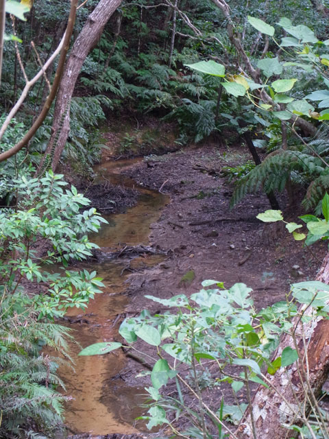 ヤンバルクイナ生息環境