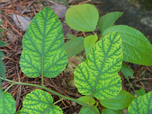 リュウキュウイチゴ