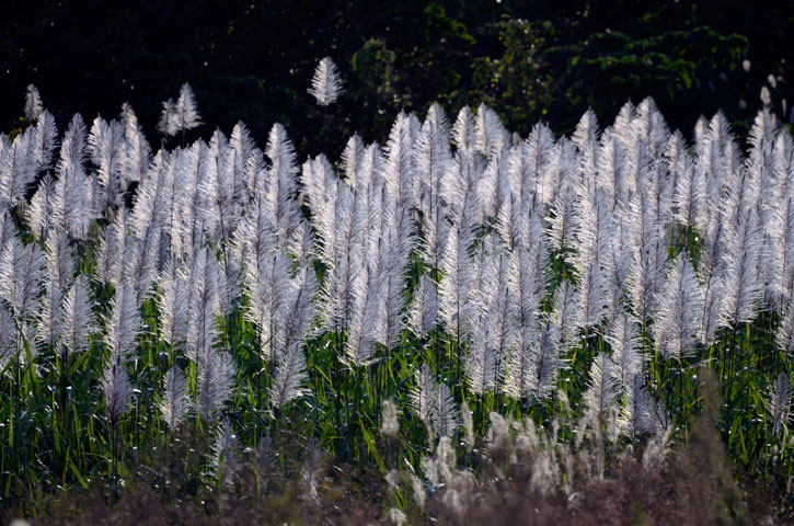 サトウキビ花穂